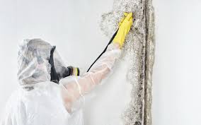 Why You Should Choose Our Mold Remediation Services in Jenkintown, PA